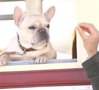 草なぎ剛の愛犬・クルミちゃん、出演協力費は全額寄付へ