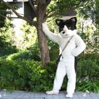 むぎ(猫)音楽の楽しさを伝える“猫”のミュージシャンに迫る