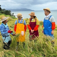 常盤貴子＆仲間由紀恵＆澤部佑、能登３人旅　千枚田で稲刈りに挑戦