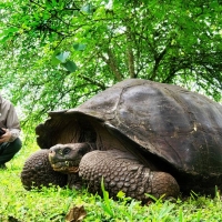 ワイルドライフ スペシャル「福山雅治が見つめる“激変ガラパゴス”」